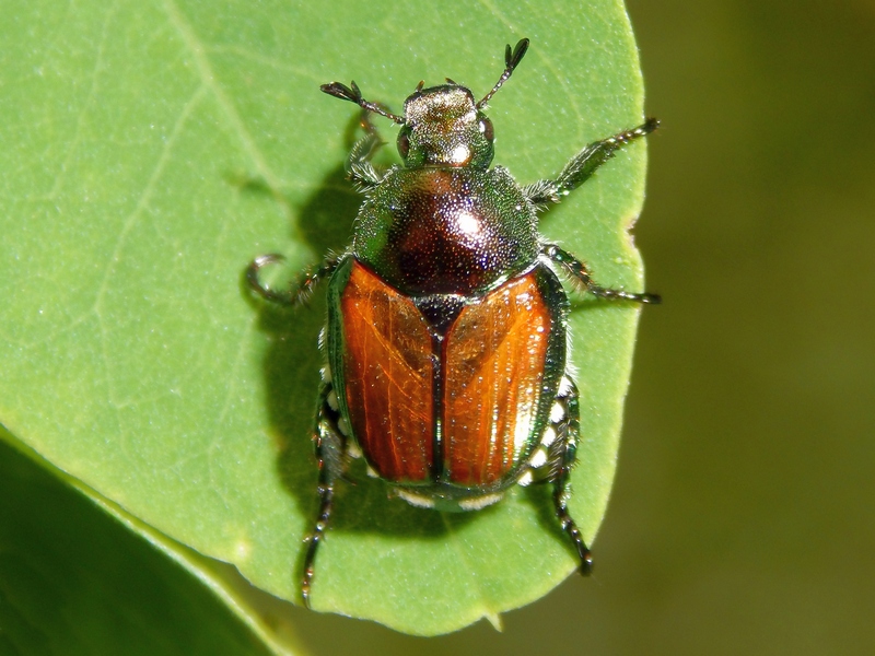 Popillia japonica, Rutelidae - nuovo alieno in Italia